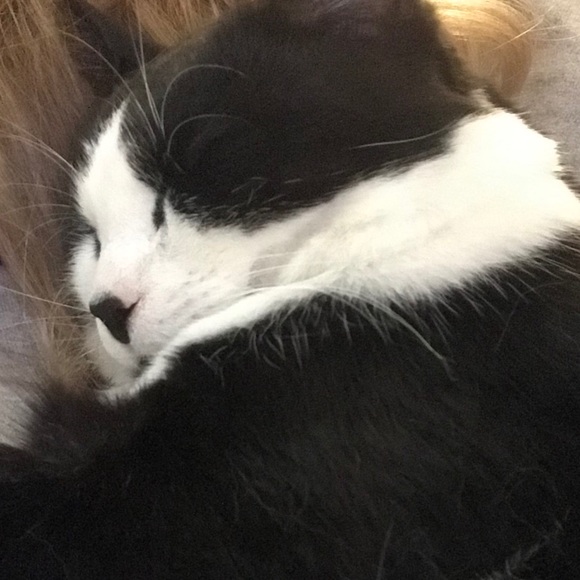 Meet your Posher, Bronte - Picture 1 of 1